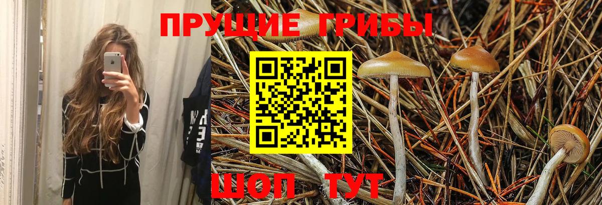 Псилоцибиновые грибы Psilocybe Моршанск